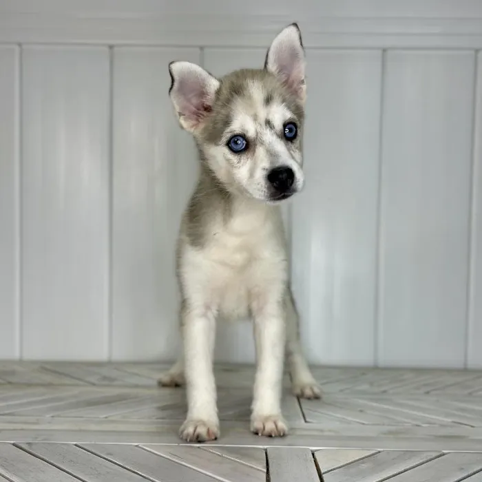 Female Pomsky puppy named Wonder Woman for sale at Summit Zoo.
