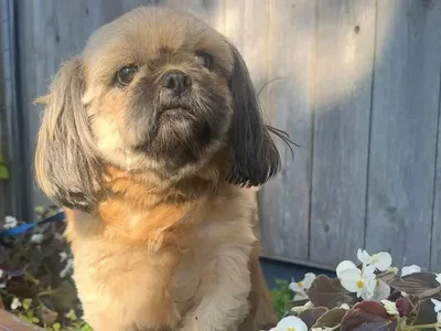 Female Shih Tzu (Adoption) Adoption Dog for Sale in Lee's Summit, MO