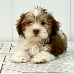 Female Havanese puppy named Hazel for sale at Summit Zoo.