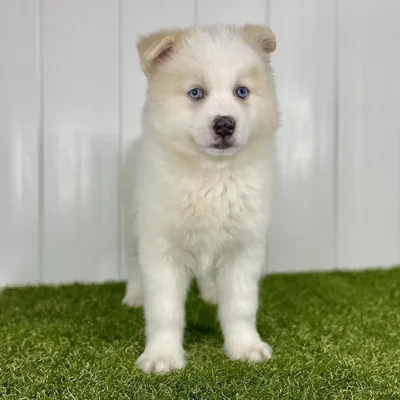 Male Pomsky Puppy for Sale in Lee's Summit, MO