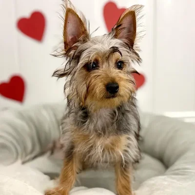 Female Silky Terrier Puppy for Sale in Lee's Summit, MO