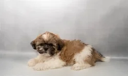 Male Shih Tzu puppy named Batman for sale at Summit Zoo.
