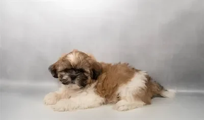 Male Shih Tzu puppy named Batman for sale at Summit Zoo.