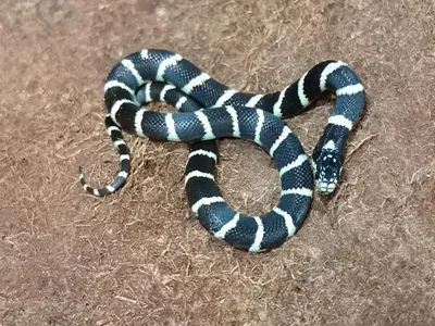 Unknown Black & White Striped California Kingsnake Reptile for Sale in Lee's Summit, MO
