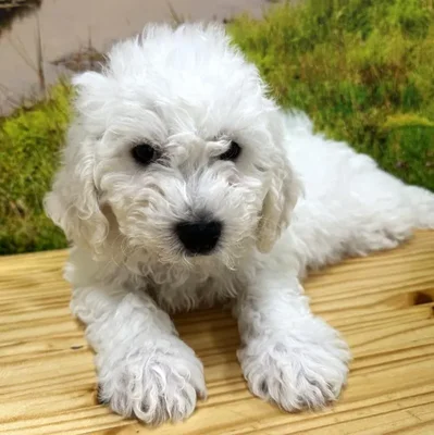 Male Bichon Puppy for Sale in Lee's Summit, MO