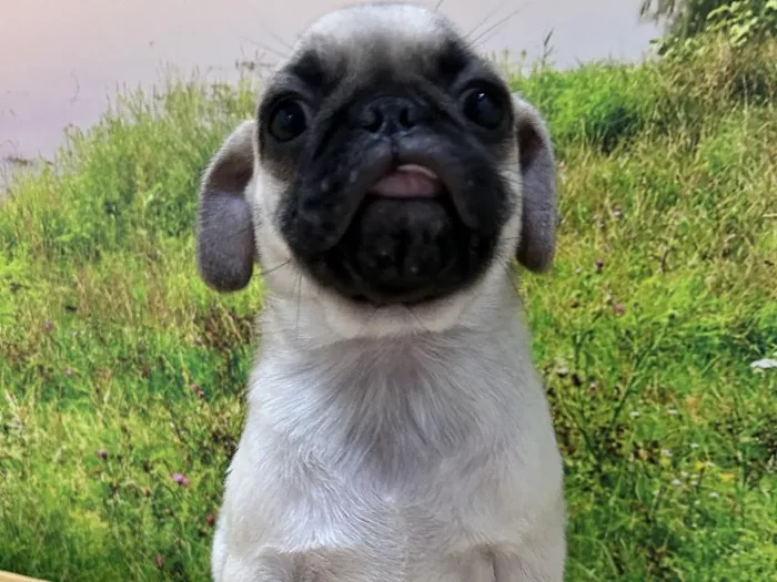 Male Pug Puppy for Sale in Lee's Summit, MO