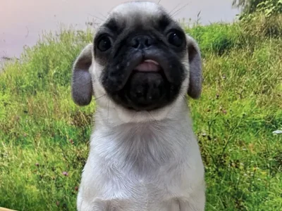 Male Pug Puppy for Sale in Lee's Summit, MO