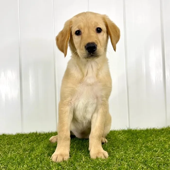 Female Goldador Puppy for Sale in Lee's Summit, MO