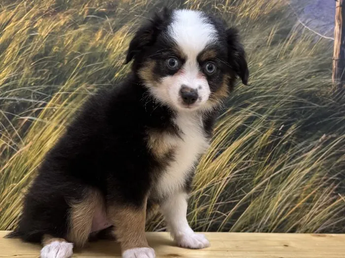 Female Toy Australian Shepherd Puppy for Sale in Lee's Summit, MO