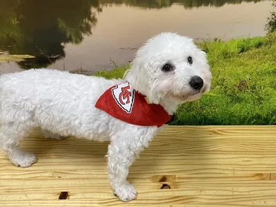 Male Bichon Puppy for Sale in Lee's Summit, MO