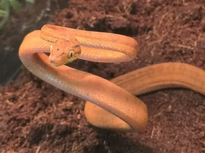 Unknown Colored Amazon Tree Boa (Baby) Reptile for Sale in Lee's Summit, MO