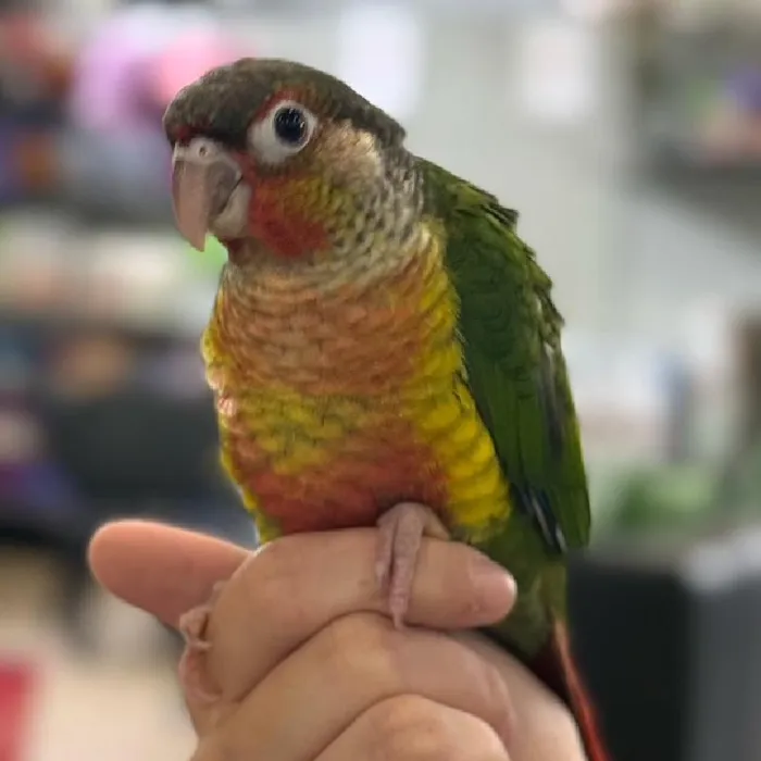 Unknown Yellow Sided Green Cheek Conure bird for sale at Summit Zoo.