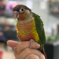 Unknown Yellow Sided Green Cheek Conure bird for sale at Summit Zoo.