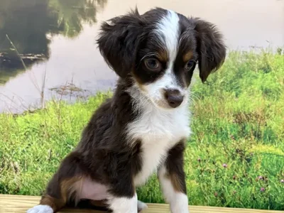 Female Mini Austrailian Shepard Puppy for Sale in Lee's Summit, MO