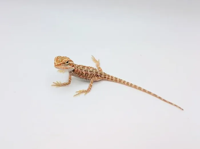 Unknown Hypo Citrus Bearded Dragon Reptile for Sale in Lee's Summit, MO