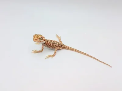 Unknown Hypo Citrus Bearded Dragon Reptile for Sale in Lee's Summit, MO
