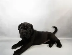 car_main_img_/media/ap_media/pets/TSTLZPLXHJTY34485.webp.250x250_q85.webp