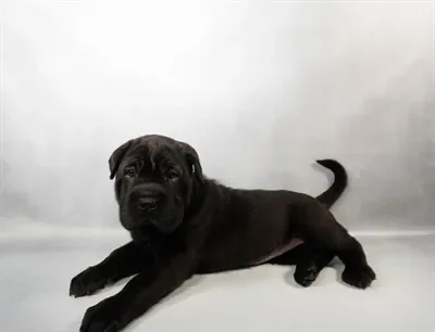 n04032.jpg