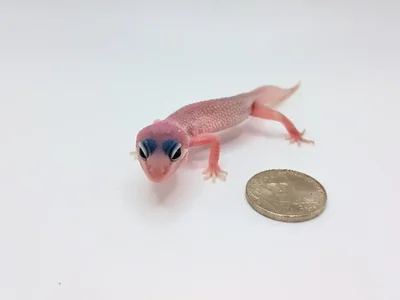 Unknown Blizzard Leopard Gecko Reptile for Sale in Lee's Summit, MO