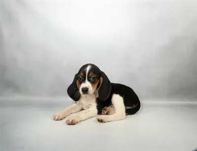 Female Beagle puppy named Bagel for sale at Summit Zoo.