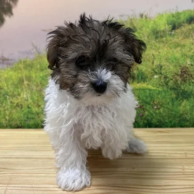 Female Yorkie-Poo Puppy for Sale in Lee's Summit, MO