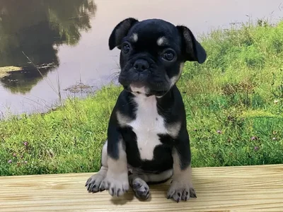 Female French Bulldog Puppy for Sale in Lee's Summit, MO