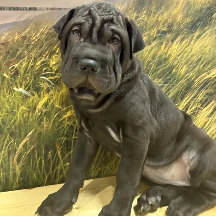 Female Walrus-Pei Puppy for Sale in Lee's Summit, MO