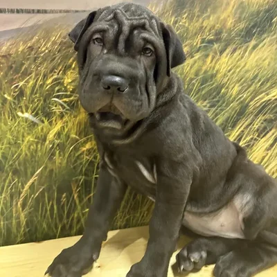 Female Walrus-Pei Puppy for Sale in Lee's Summit, MO