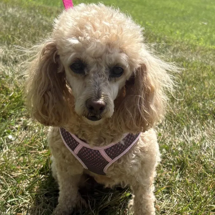 Female Toy Poodle Adoption adoption dog named Rosie for sale at Summit Zoo.