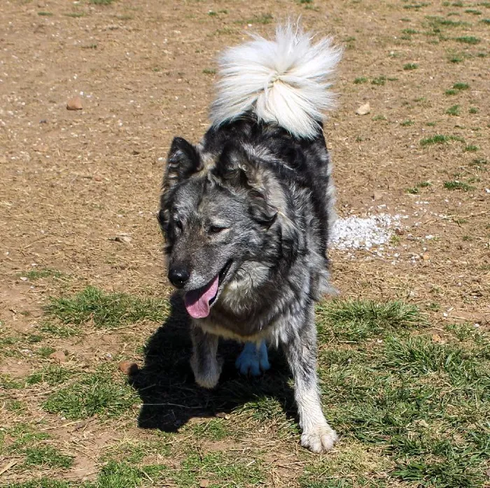 Female Siberian Husky (Adoption) Adoption Dog for Sale in Lee's Summit, MO