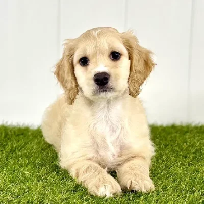 Male Cockapoo Puppy for Sale in Lee's Summit, MO