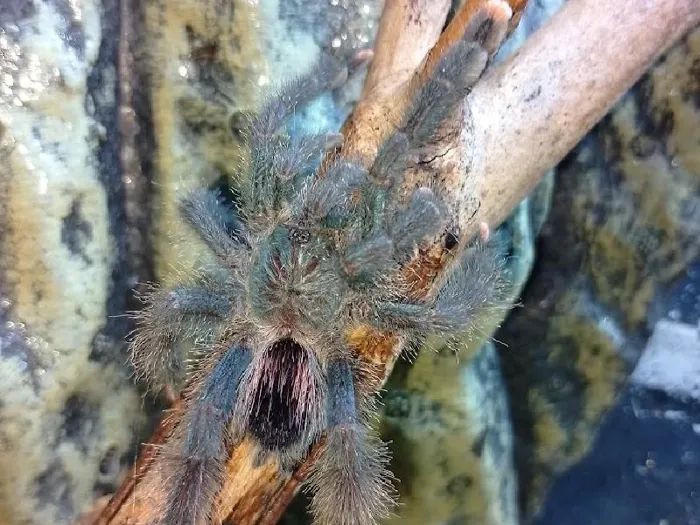 Unknown Pink toe Reptile for Sale in Lee's Summit, MO