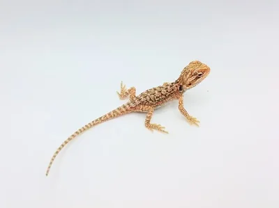 Unknown Hypo Dunner Bearded Dragon Reptile for Sale in Lee's Summit, MO