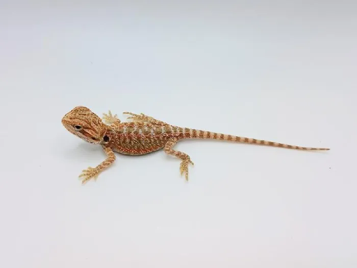 Unknown Bearded Dragon Reptile for Sale in Lee's Summit, MO