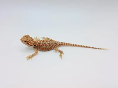 Unknown Bearded Dragon Reptile for Sale in Lee's Summit, MO