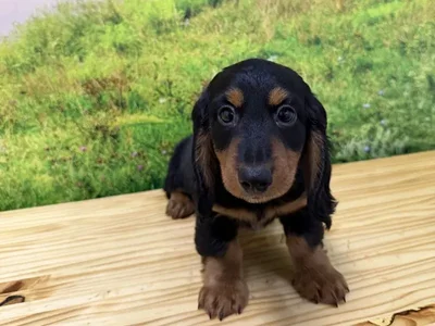 Male Dachshund Puppy for Sale in Lee's Summit, MO
