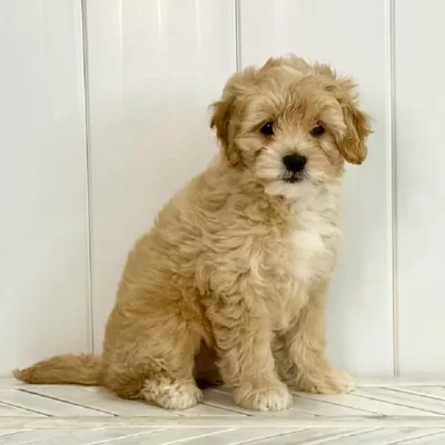 Female Mini Goldendoodle puppy named Cher for sale at Summit Zoo.