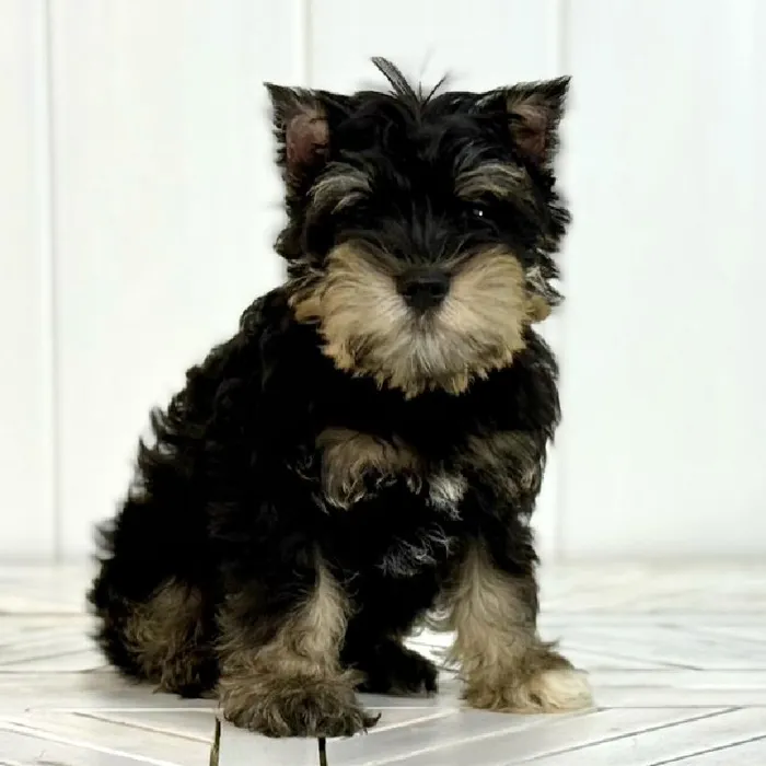 Male Mini Schnauzer puppy named Clyde for sale at Summit Zoo.
