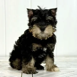 Male Mini Schnauzer puppy named Clyde for sale at Summit Zoo.