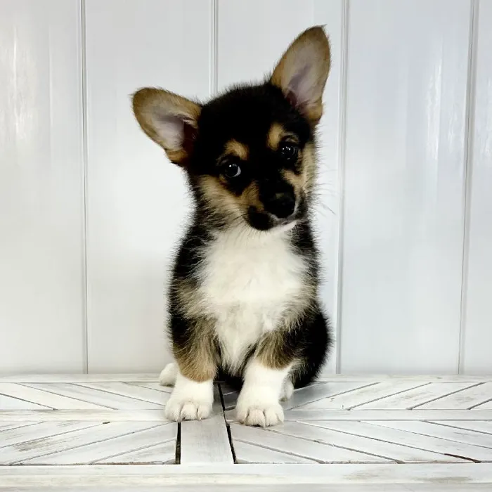 Female Pembroke Welsh Corgi puppy named Scarlet Witch for sale at Summit Zoo.