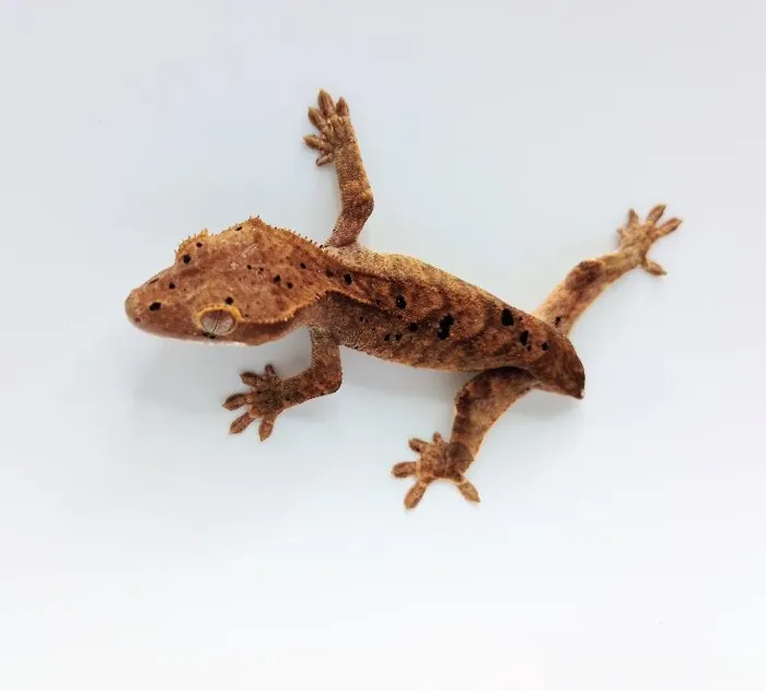 Unknown Crested Gecko Reptile for Sale in Lee's Summit, MO