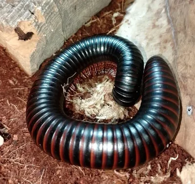 Unknown Giant African Black Millipede Reptile for Sale in Lee's Summit, MO