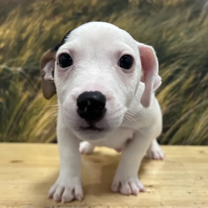 Male Jack Russell Terrier Puppy for Sale in Lee's Summit, MO