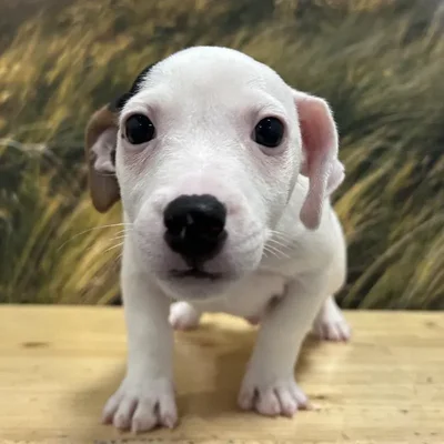 Male Jack Russell Terrier Puppy for Sale in Lee's Summit, MO