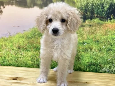 Male Mini Goldendoodle Puppy for Sale in Lee's Summit, MO