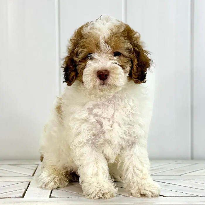 Male Cockapoo puppy named Rogue for sale at Summit Zoo.