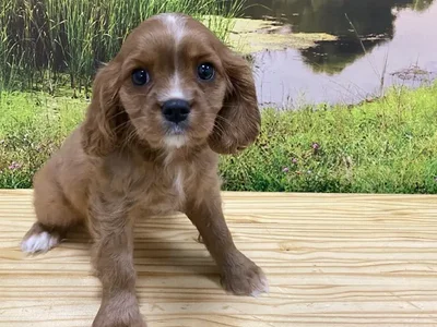 Female Cavalier King Charles Spaniel Puppy for Sale in Lee's Summit, MO