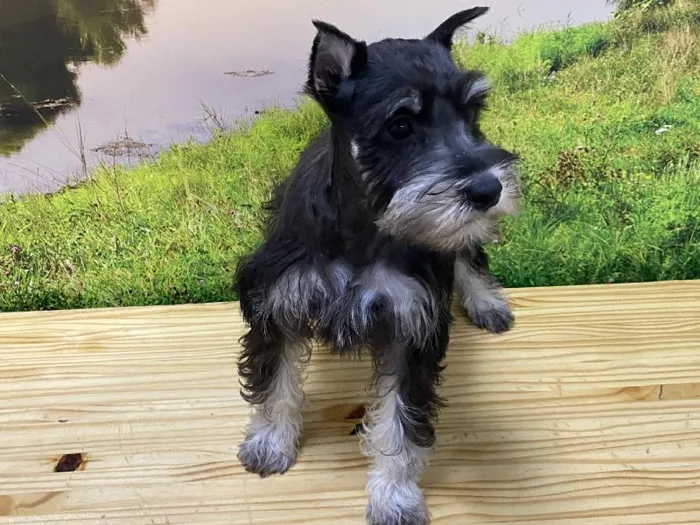 Female Mini Schnauzer Puppy for Sale in Lee's Summit, MO