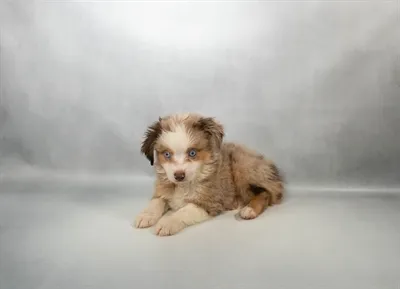 Male Toy Australian Shepherd puppy named Iron Man for sale at Summit Zoo.