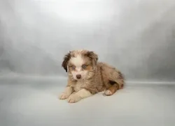 Male Toy Australian Shepherd puppy named Iron Man for sale at Summit Zoo.